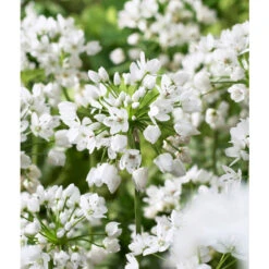 Bee Bulb Collection - White (Pack Of 50) -Brandt Plants Store Allium neapolitanum