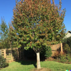 Brandt Plants Store -Brandt Plants Store AutumnMarble1