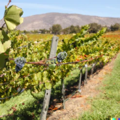 Wine Grape Vine - Cabernet Sauvignon -Brandt Plants Store Cab2