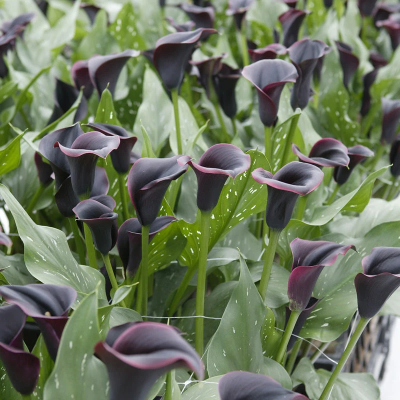 Zantedeschia (Calla Lily) Dubai Nights (Pack Of 1) 1 Zantedeschia (Calla Lily) Dubai Nights (Pack Of 1)