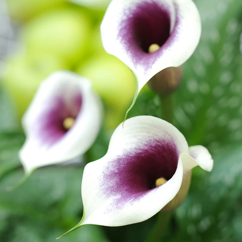 Zantedeschia (Calla Lily) Picasso (Pack Of 1) 1 Zantedeschia (Calla Lily) Picasso (Pack Of 1)