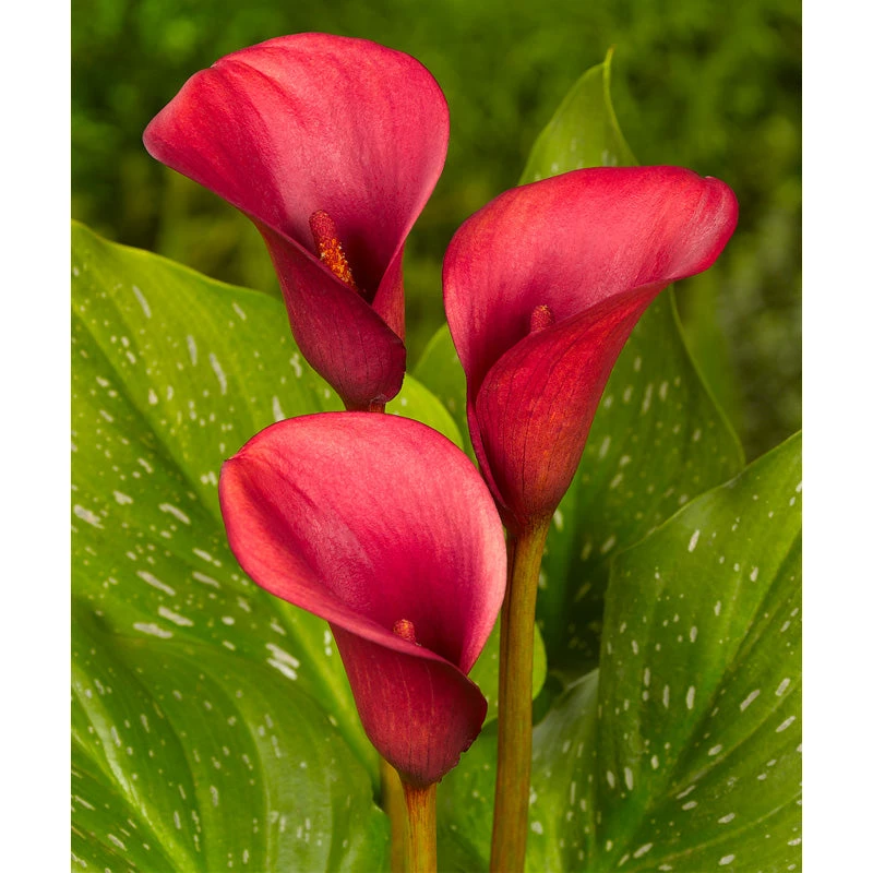 Zantedeschia (Calla Lily) Red Alert (Pack Of 1) 1 Zantedeschia (Calla Lily) Red Alert (Pack Of 1)