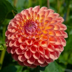 Dahlia Ball Flowering Jowey Nicky (Pack Of 2)