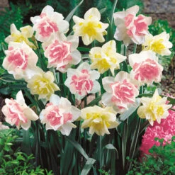 Double Duo Daffodil Bulb Mix (Pack Of 15)