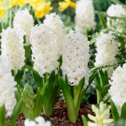 Bee Bulb Collection - White (Pack Of 50) -Brandt Plants Store Hyacinth Carnegie