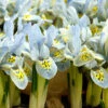 "Katherine Hodgkin" Dwarf Iris Bulbs (Pack Of 20)