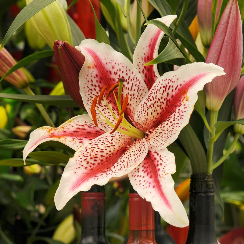 Lilium Oriental Dizzy (Pack Of 2) 1 Lilium Oriental Dizzy (Pack Of 2)