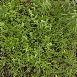 Peaceful Valley Dryland Erosion Fire Recovery Mix Nitrocoated (lb) -Brandt Plants Store MG 1112 web