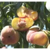 Sugar Tiger Donut Peach Tree