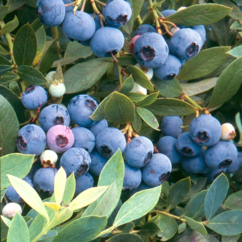 Blueberry - Sunshine Blue (Mid-Late Harvest) 1 Blueberry - Sunshine Blue (Mid-Late Harvest)