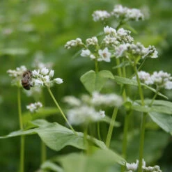 Organic Buckwheat Seed (lb) -Brandt Plants Store buckwheat bees2