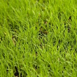 Buffalo Grass Seed (lb)
