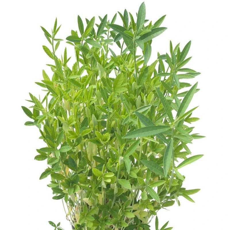 Crotolaria Juncea Sunn Hemp - Raw Seed (lb) 1 Crotolaria Juncea Sunn Hemp - Raw Seed (lb)