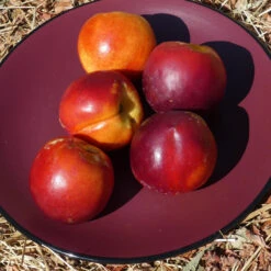 Potted Double Delight Nectarine Tree