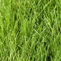 Fescue, Covar Sheep Seed (lb)