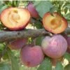 Flavor King Plumcot Tree