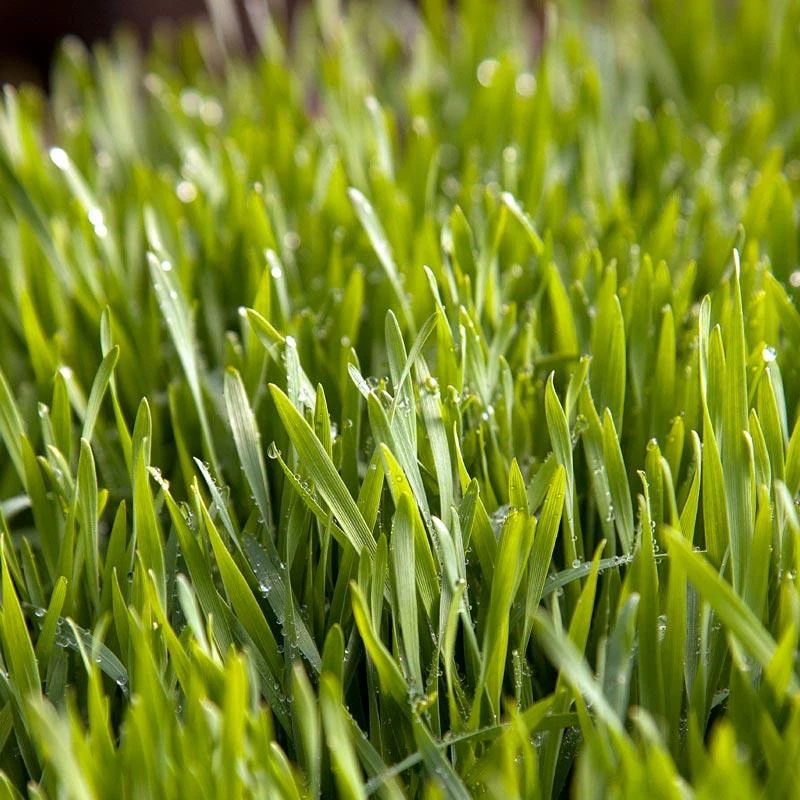 Juan Triticale Seed (lb) 1 Juan Triticale Seed (lb)