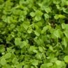 Ladino White Clover - Nitrocoated Seed (lb)