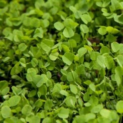 Ladino White Clover - Nitrocoated Seed (lb)