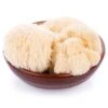 Lion's Mane Mushroom Kit