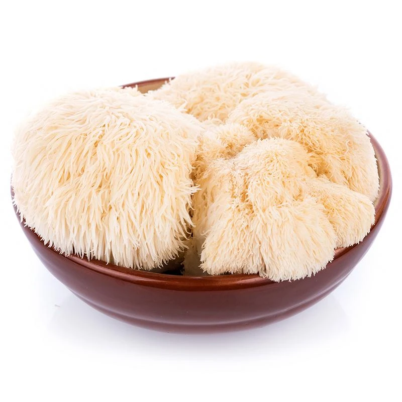 Lion's Mane Mushroom Kit 1 Lion's Mane Mushroom Kit