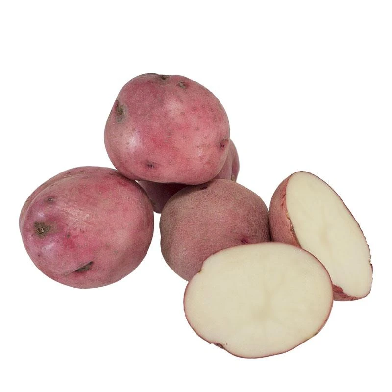 Fall-Planted Organic Norland Red Seed Potatoes (lb) 1 Fall-Planted Organic Norland Red Seed Potatoes (lb)