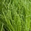 Organic Orchardgrass (lb)