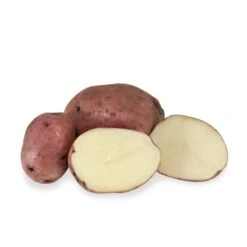Fall-Planted Organic Red Pontiac Seed Potatoes (lb)