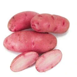 Fall-Planted Organic Red Thumb Fingerling Seed Potatoes (lb)