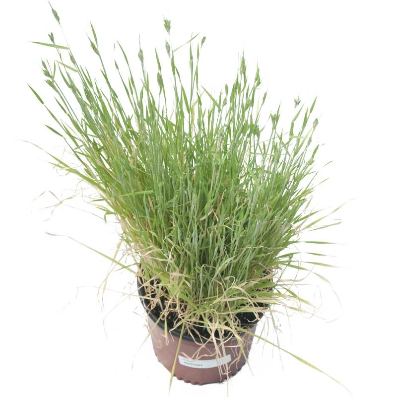 Organic Triticale Seed (lb) 1 Organic Triticale Seed (lb)