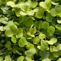 Peaceful Valley Good Bug Blend - Nitrocoated (lb) 11 Peaceful Valley Good Bug Blend - Nitrocoated (lb) -Brandt Plants Store pbe970 2 web