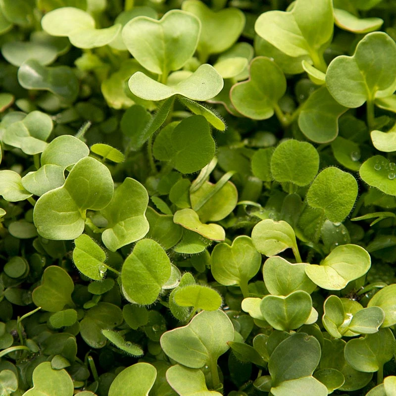 Peaceful Valley Good Bug Blend - Nitrocoated (lb) 6 Peaceful Valley Good Bug Blend - Nitrocoated (lb) - Image 6