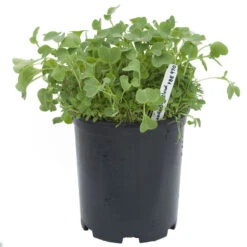 Peaceful Valley Good Bug Blend - Nitrocoated (lb) 8 Peaceful Valley Good Bug Blend - Nitrocoated (lb) -Brandt Plants Store pbe970 a