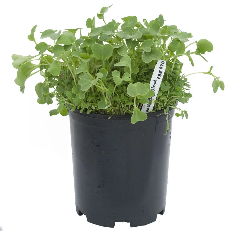 Peaceful Valley Good Bug Blend - Nitrocoated (lb) 3 Peaceful Valley Good Bug Blend - Nitrocoated (lb) - Image 3