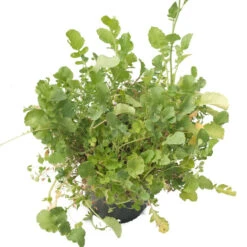 Peaceful Valley Good Bug Blend - Nitrocoated (lb) 9 Peaceful Valley Good Bug Blend - Nitrocoated (lb) -Brandt Plants Store pbe970 b