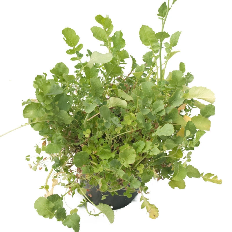 Peaceful Valley Good Bug Blend - Nitrocoated (lb) 4 Peaceful Valley Good Bug Blend - Nitrocoated (lb) - Image 4