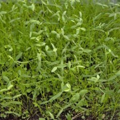 Peaceful Valley Dryland Erosion Fire Recovery Mix Nitrocoated (lb)