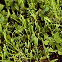 Peaceful Valley Legume Oat Mix #1 - Raw Seed (lb)