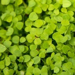 Peaceful Valley Low-Growing Clover Mix - Nitrocoated Seed (lb)