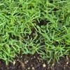 Peaceful Valley Organic Vetch Mix Raw (lb)