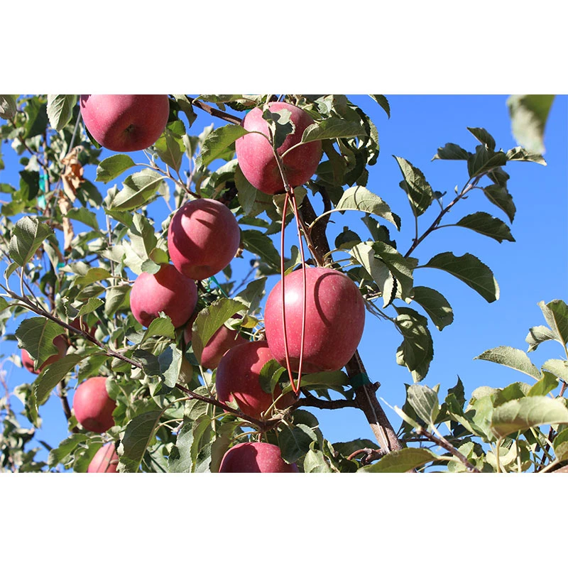 Isomate-CTT Confusion Lures (400 Lures) (OID COMM) 3 Isomate-CTT Confusion Lures (400 Lures) (OID COMM) - Image 3