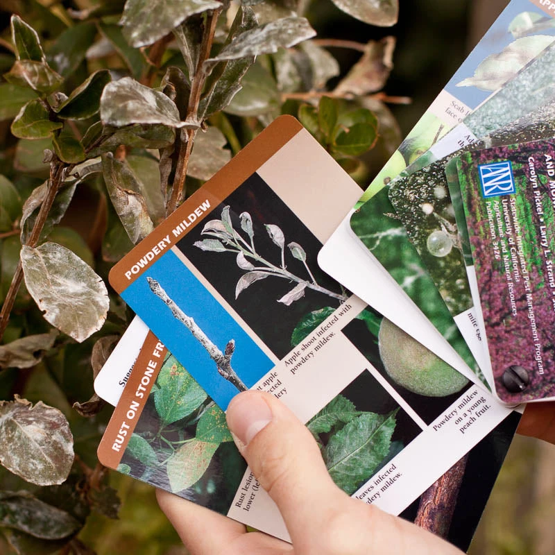 Tree Fruit Pest ID And Monitoring Cards 2 Tree Fruit Pest ID And Monitoring Cards - Image 2