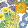 Peaceful Valley Flowering Pollinator Mix (1/4 Lb)