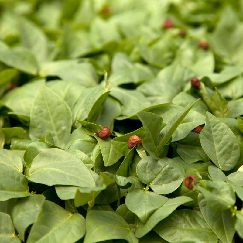 Red Cowpeas - Raw Seed (lb) 1 Red Cowpeas - Raw Seed (lb)