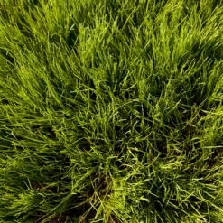 Oregon Annual Ryegrass Seed (lb) -Brandt Plants Store scg550 2