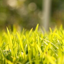 Sudangrass Seed (lb) -Brandt Plants Store scg702 web