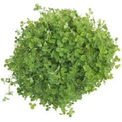 Crimson Clover - Nitrocoated Seed (lb) -Brandt Plants Store scl310 a