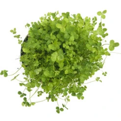 Ladino White Clover - Nitrocoated Seed (lb) -Brandt Plants Store scl320 b 1