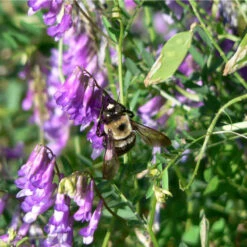 Organic Purple Vetch - Raw Seed (lb) -Brandt Plants Store scl620a 2