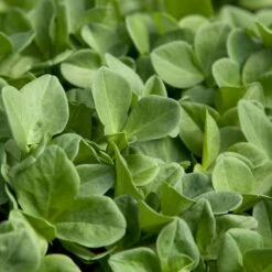 Fava Bean, Windsor, Raw Seed (lb) -Brandt Plants Store scl700 1 1